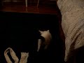 more kitten more kitten