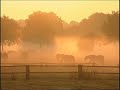 Pferde im Sonnenaufgang und Morgennebel , Horses in sunrise Pferde im Sonnenaufgang und Morgennebel , Horses in sunrise