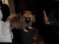 Pomeranian high-fives
