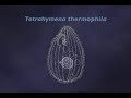 RNA as an Enzyme (2-6)