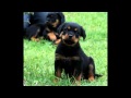 8 Weeks old Rottweiler puppy