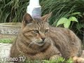 シッポサンバ♪ tail song tsuneo