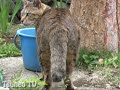 シッポサンバ♪ tail song tsuneo