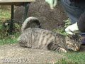 シッポサンバ♪ tail song tsuneo