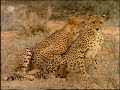 Cheetahs Mating