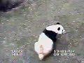 Tai\