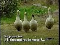 EL CHUPACABRAS en Hola Andrea y Alberto Urquiza