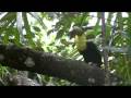 videos de Birds of Belize - Parrots and Toucans