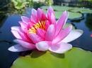 From The Water Garden Of An Enemy #2