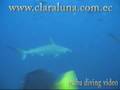 Clara Luna Scuba Diving, Bar Restaurant Spanish ...