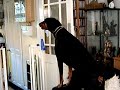 Singing dog: More \ Singing dog: More \