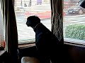 Singing dog: More 'Ailsa the Doberman sings Pink Floyd'
