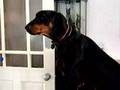 Singing dog: More 'Ailsa the Doberman sings Pink Floyd'