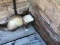 funny-ferret.html