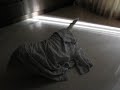 Xiao Q The Westie 2y6m cloth 11