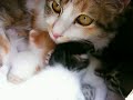 FUCHAGI\