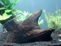 Montei esse nano plantado para fazer alguns testes... ainda falta colocar algumas plantas. 
