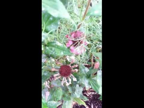how to collect zinnia flower seeds