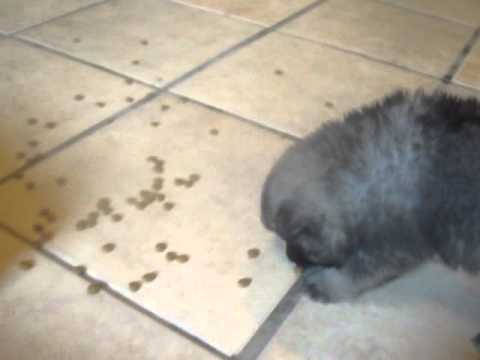 keeshond babies from the Smokey Mountains of tennessee