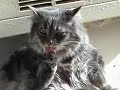 Lickity, Lickity, Lick