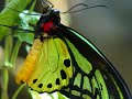 enya enigma natura