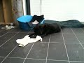 Black Labrador Sulking