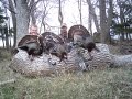 Beards & Broadheads - Backwoods Life 8.5