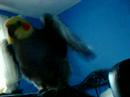 Cherry Preening