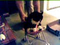 baby-walking-playing.html