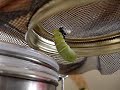 Monarch Caterpillar changes to a Chrysalis (Realtime)