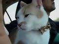 爆笑ドライブ【猫太郎】A Fun Drive [Taro the Cat]