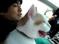 爆笑ドライブ【猫太郎】A Fun Drive [Taro the Cat] - Thumb #2