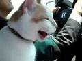 爆笑ドライブ【猫太郎】A Fun Drive [Taro the Cat]