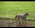Akhal teke - Aigiz and her foal Prett