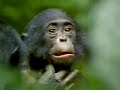 FILM2 vs. SPRUNG - bonobo