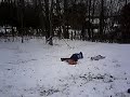 Dakota and Hunter Sledding Dakota and Hunter Sledding