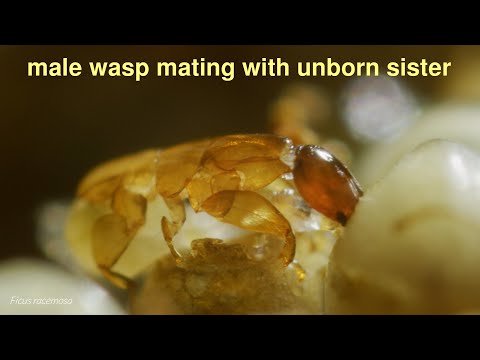 Incestuous fig wasps: death in paradise [HD]