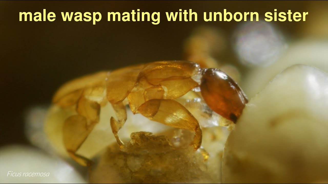 Incestuous fig wasps: death in paradise [HD]