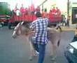 el burro bailador
