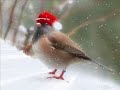 Last Christmas - WHAM  ( with lyrics on video )