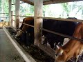 Ternakan Lembu Ladang Sarjani Menggunakan E.M..