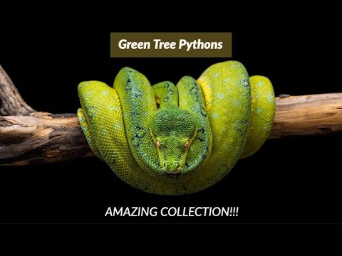 YouTube reptile video
