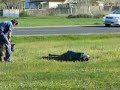police dog- training