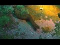 SS Lord Strathcona Wreck Dive Newfoundland