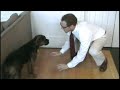 Pergo Test Dog