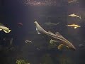 Pittsburgh Zoo and PPG Aquarium-Nurse Shark and others Pittsburgh Zoo and PPG Aquarium-Nurse Shark and others