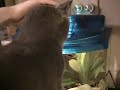 Mimo Feeds the Fish
