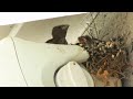 Baby Birds Make My Speaker Their Home