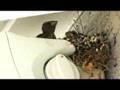 Baby Birds Make My Speaker Their Home