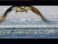 white tailed eagle catches bald coot